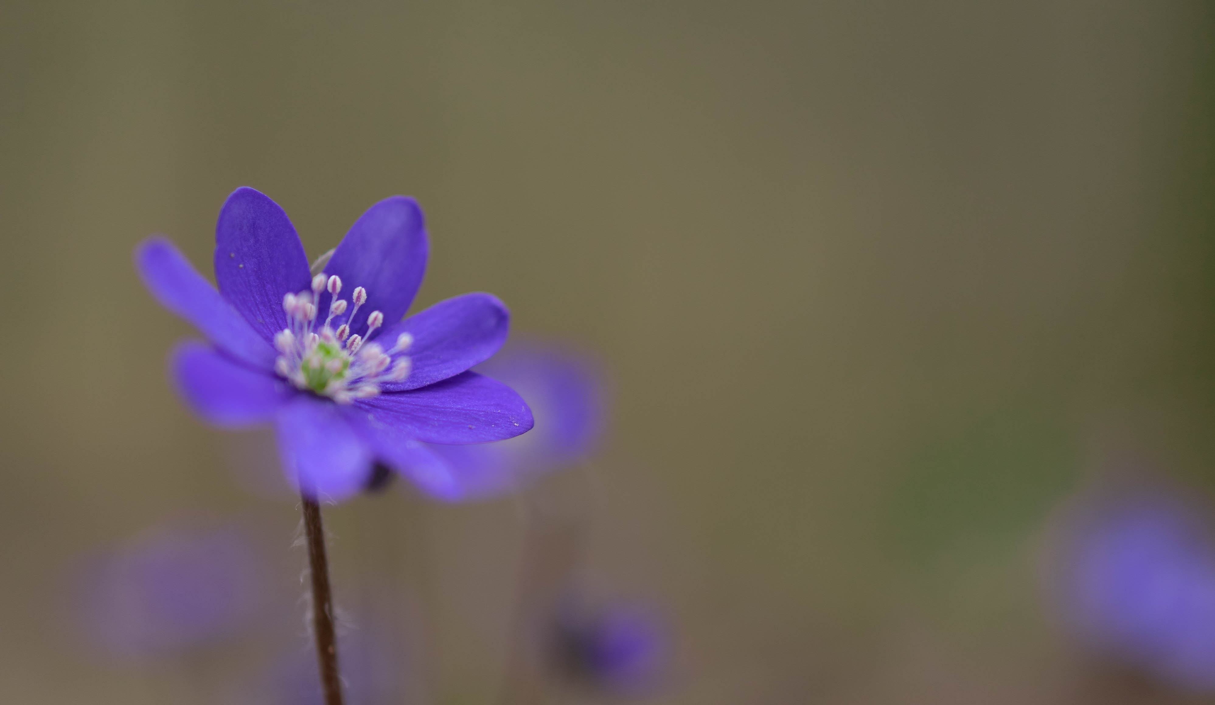 First Mistakes: Macro Flower